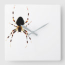 Recherche de arachnide horloges Faune