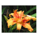 Search for blooming photography Nature