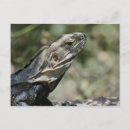 Recherche de iguane cartes postales Faune