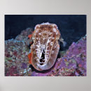 Recherche de seiches posters Vie marine