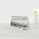 Search for walrus cards Nature