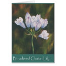 Search for cluster Wildflower