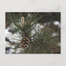 Recherche de cônes de pin cartes postales Sapin