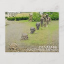 Recherche de auteur cartes postales Amour