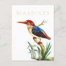 Search for vintage bird postcards Travel