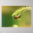 Recherche de pollinisation posters Ressort