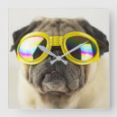 Recherche de lunettes horloges Chien