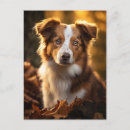Recherche de bergers australiens posters Unique