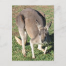 Recherche de marsupial cartes postales Aussie