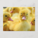 Recherche de canards cartes postales Vache