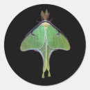 Recherche de luna moth stickers Pour tous
