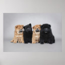 Search for chow puppy posters Cute