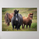 Recherche de étalon sauvage posters Animal