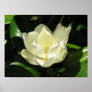 Search for magnolia posters Bloom