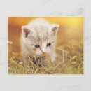 Recherche de petit chat cartes postales Chaton
