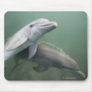 Search for swimming dolphin electronics Animal