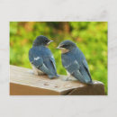 Recherche de hirondelles cartes postales Hirundo rustica