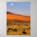 Search for bison posters Grass