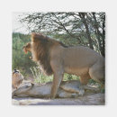 Search for panthera magnets Outdoors