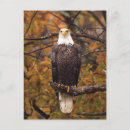 Search for eagle on postcards Tree