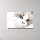 Search for ragdoll cat art Nature
