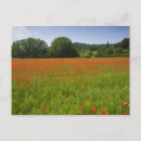 Recherche de fleurs de champ cartes postales Europe