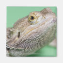 Search for bearded dragon magnets Cold blooded