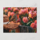 Search for european robin postcards Bird
