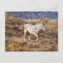 Recherche de mulets posters Ranch