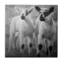 Recherche de agneau carreaux Moutons