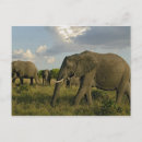 Search for africana postcards Adam jones