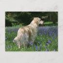 Search for retreiver postcards Flat coated golden