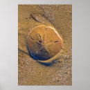 Recherche de dollar sable posters Oursin