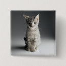 Search for tabby buttons Pets