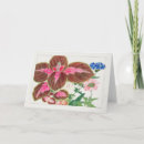 Search for coleus postcards Floral