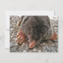 Search for mole postcards Cute