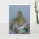 Search for gosling cards photography