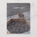Search for feeder postcards Cardinal