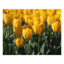 Recherche de champ de tulipe posters Nature