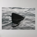 Recherche de ailerons posters Requin