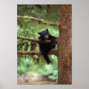 Search for woodland bear posters Cub