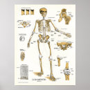 Recherche de human skeleton posters Medical