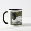 Recherche de cygne noir tasses Nature