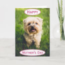 Search for photo dog mothers day cards Best