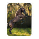 Recherche de princesse magnets Imaginaire