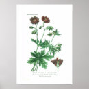 Recherche de géranium posters Botanique