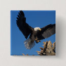 Recherche de prédateur badges Patriotique