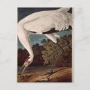 Recherche de birds of america postcards James