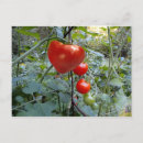 Search for tomatoes postcards Garden