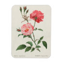 Recherche de rosa magnete Botanique